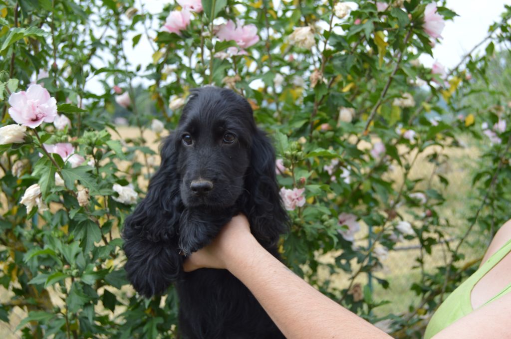 Of Enjoy's Paradise - Chiots disponibles - Cocker Spaniel Anglais